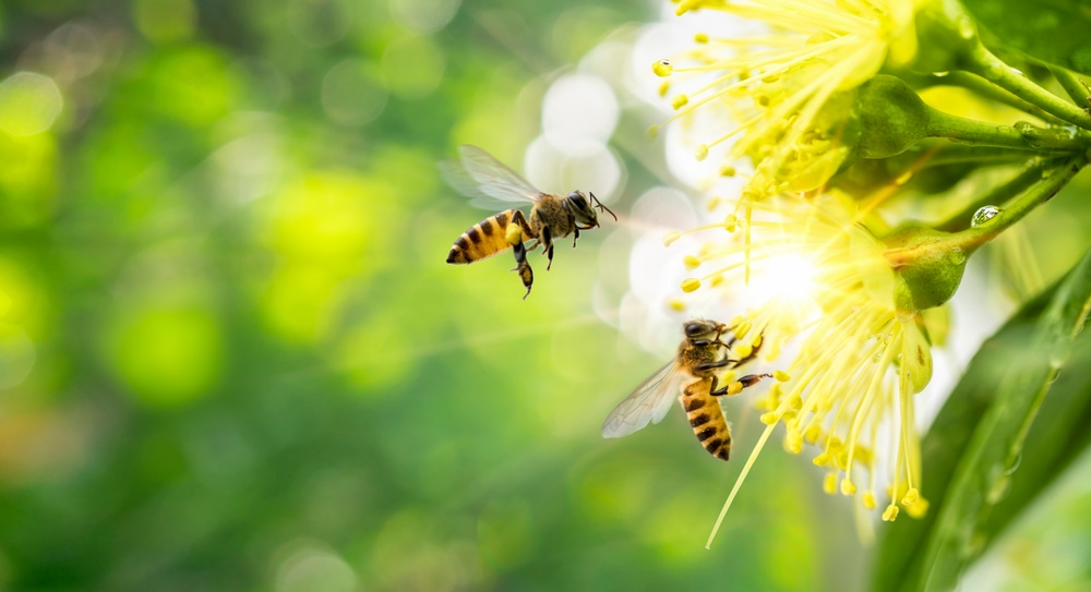 bees collecting pollen from a flower