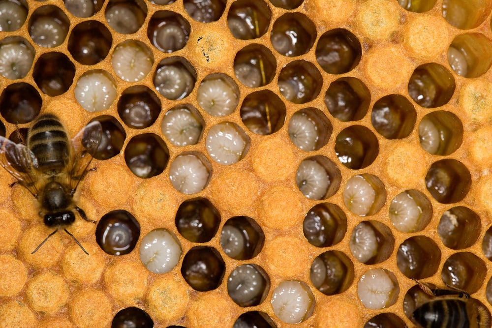 a worker bee taking care of larvae on honeycomb
