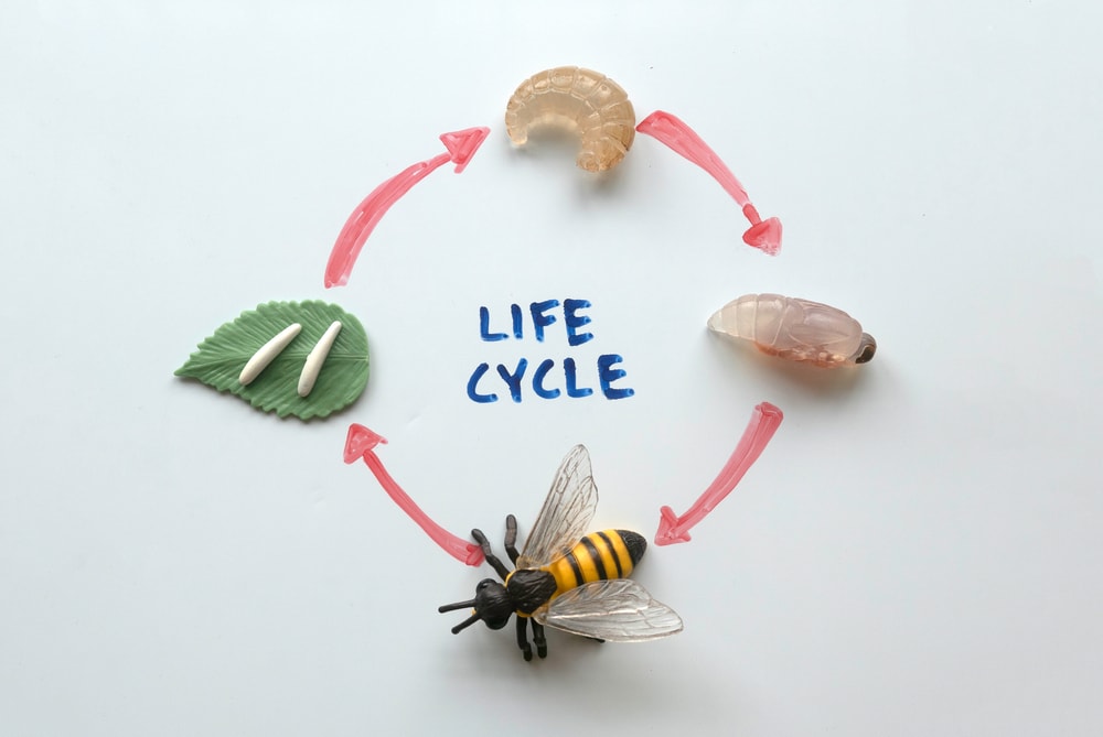 life cycle of a bee