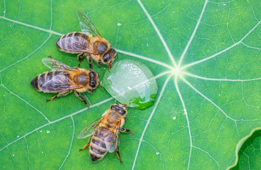 honey bees drinking a dew form a leaf