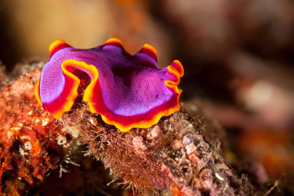 image of a Pseudoceros ferrugineus, the Fuchsia flatworm,
