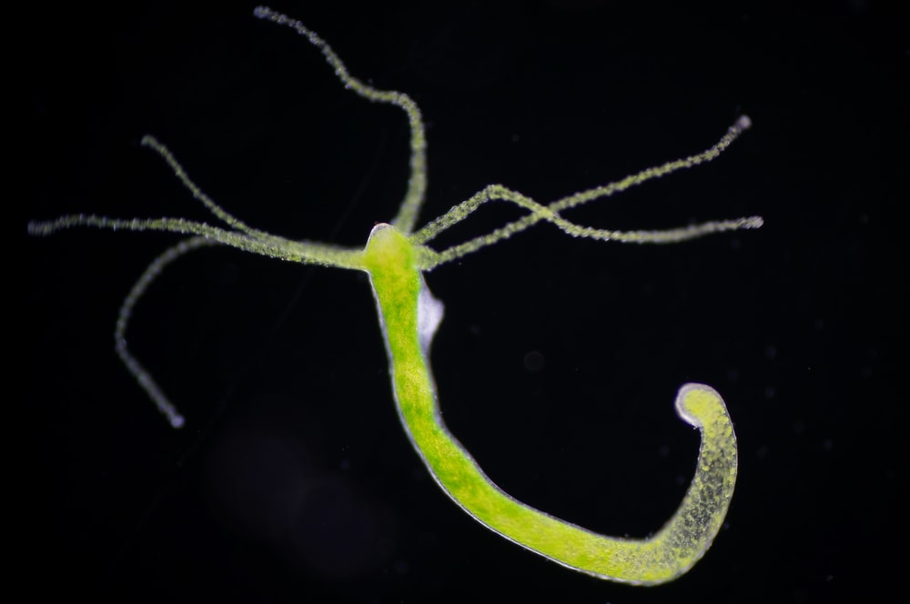close up image of a hydra on a black background
