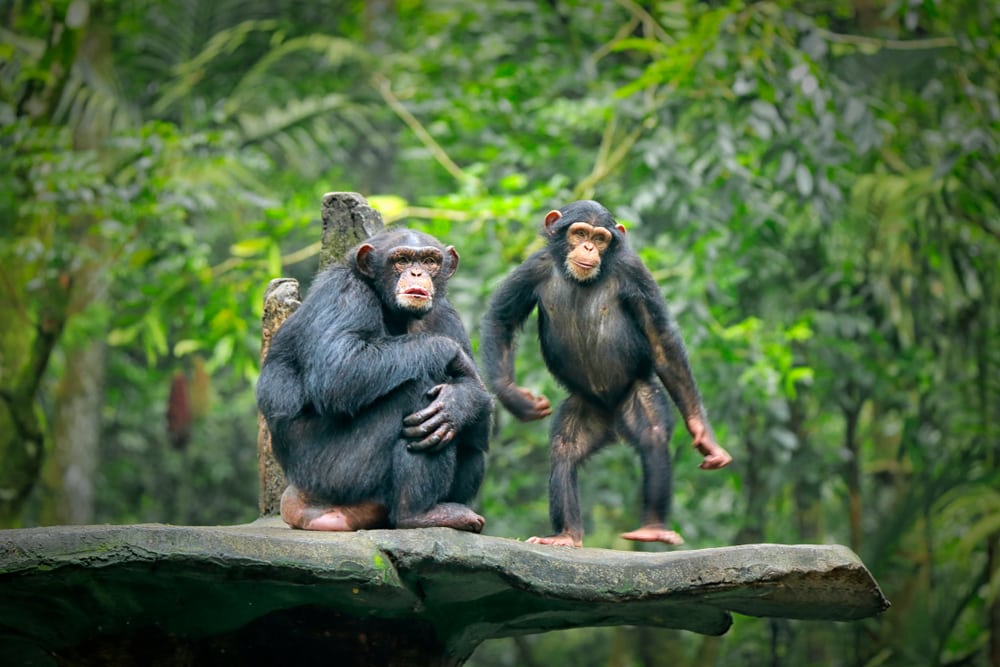 two chimpanzees siting on the edge of a boulder 