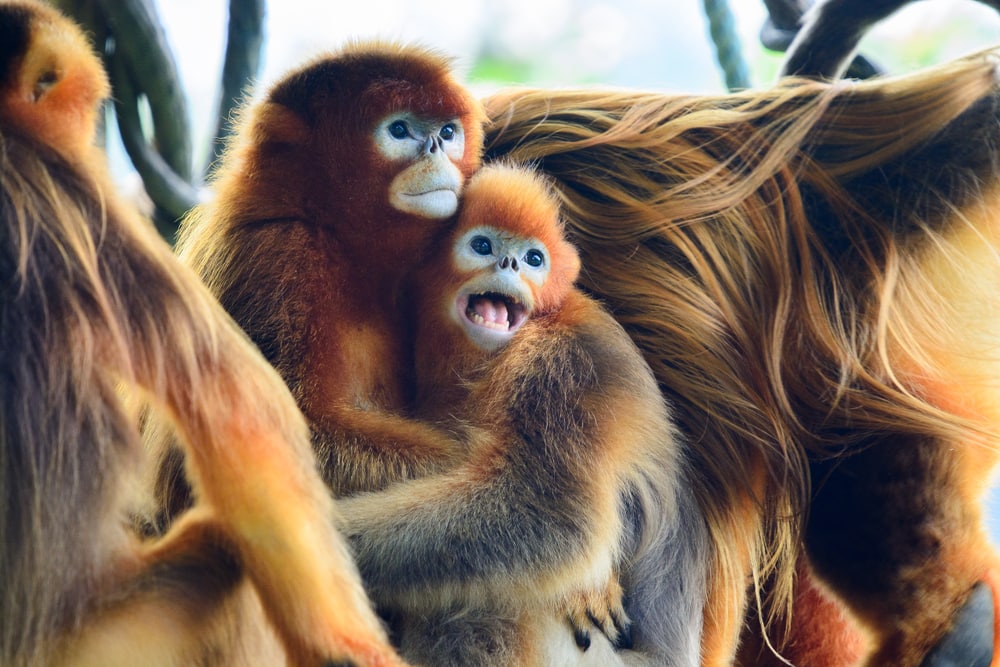 two golden snub-nosed monkeys hugging each other