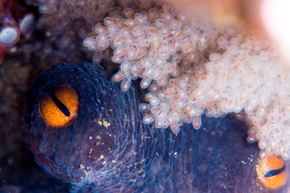 Octopus egg with a close up shot of its eye