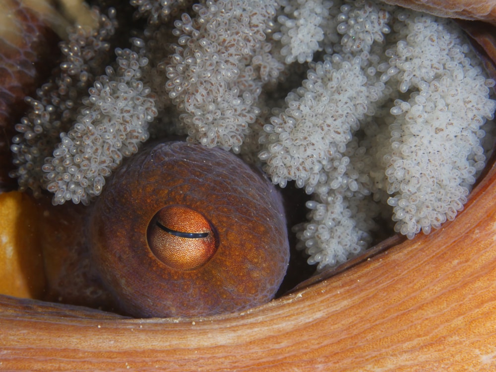 Inside the larvae of an octopus egg