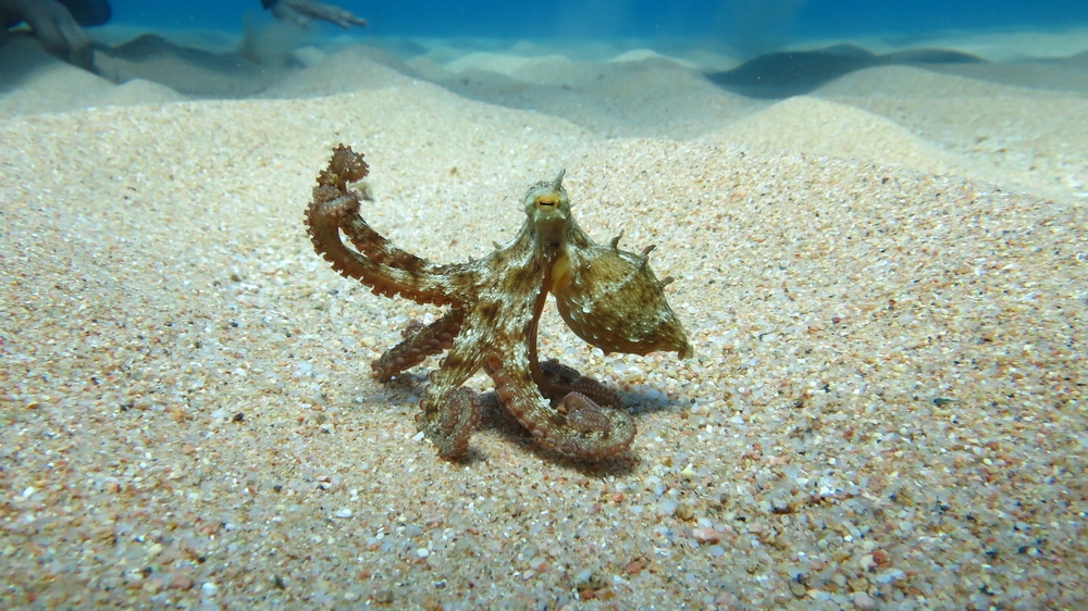 Baby octopus forming fist