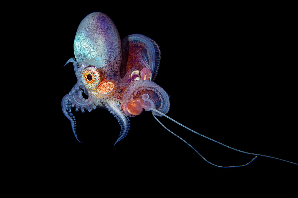 Mini octopus on black background