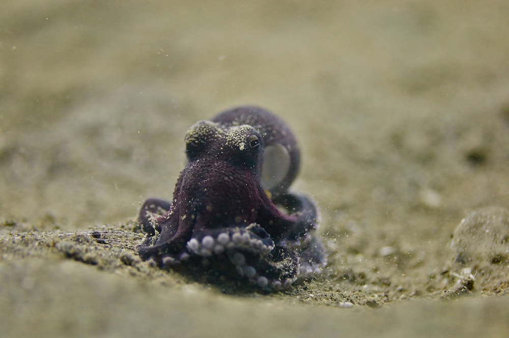 Atlantic Pygmy Octopus (Octopus joubini) walking on soil