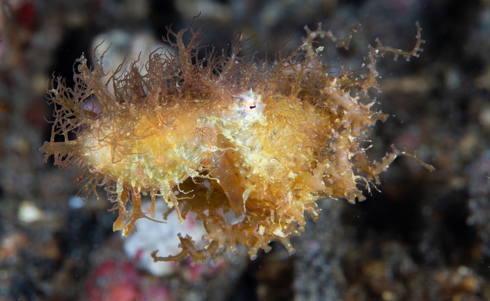 Focused shot of the Hairy Octopus