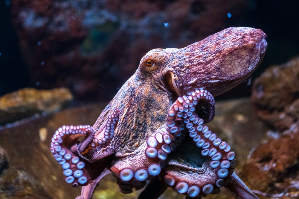 Close up photo of octopus moving
