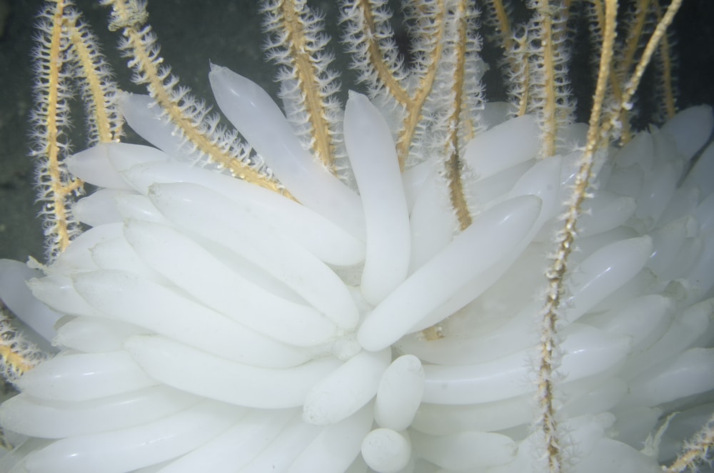 Octopus egg laying on the coral