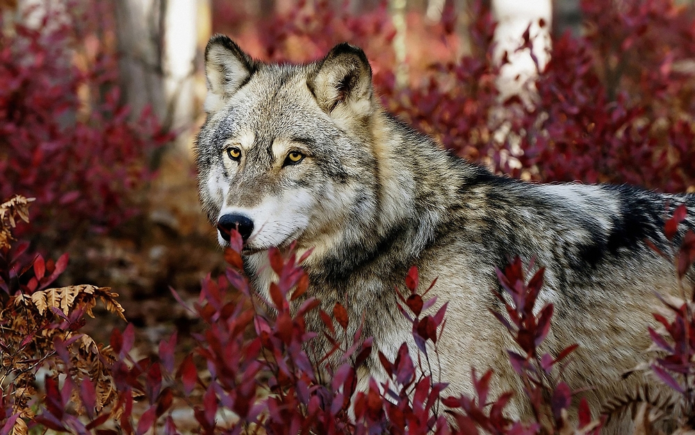 a gray wolf behind purple leaves