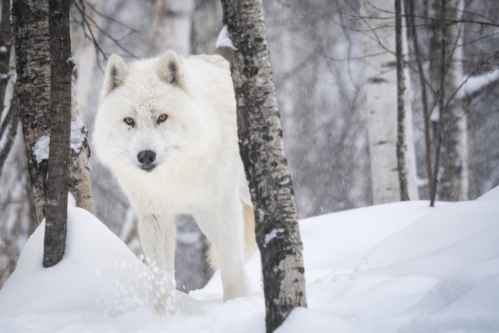 image of an artic wolf in the forest during winter