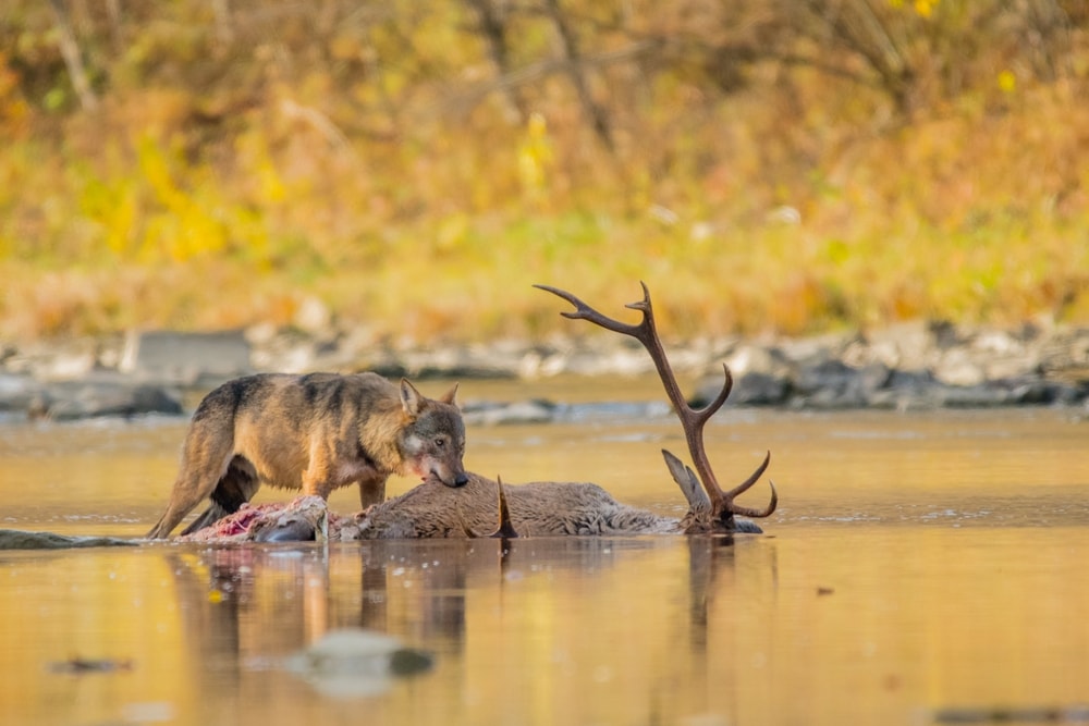 a gray wolf eating a deer
