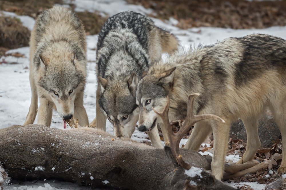 a pack of gray wolves feasting on a deer