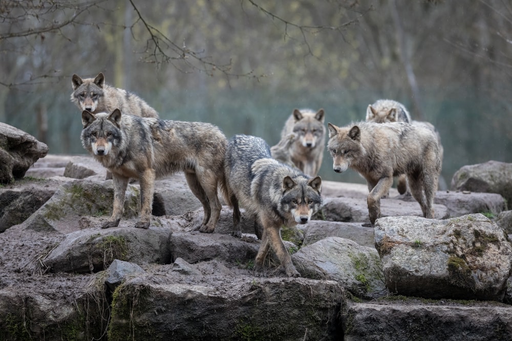 a pack of gray wolves in the forest