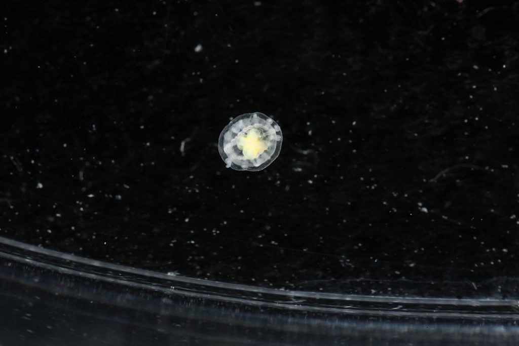 image of an immoral jellyfish on a black background