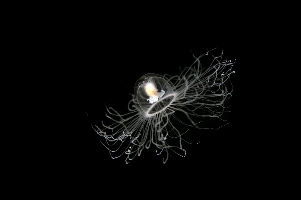 immortal jellyfish swimming isolated on a black nackground