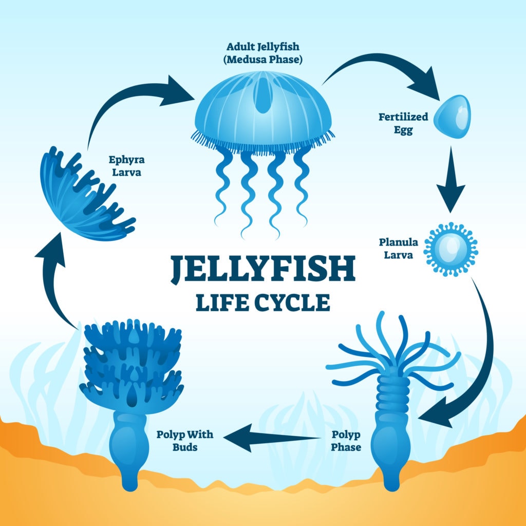 illustration of a jellyfish life cycle
