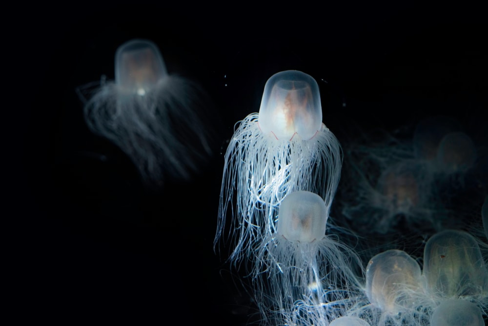 immortal jellyfish on a black background