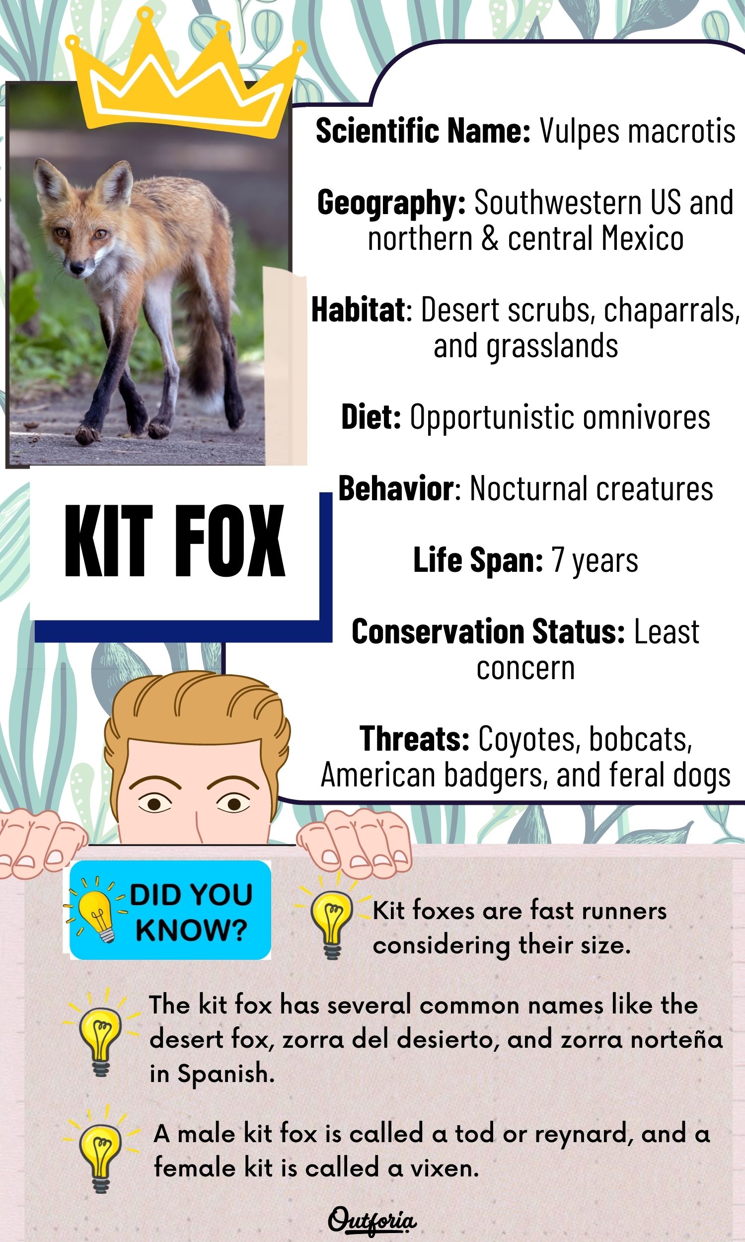 Chart of kit fox complete with facts, photos, and more
