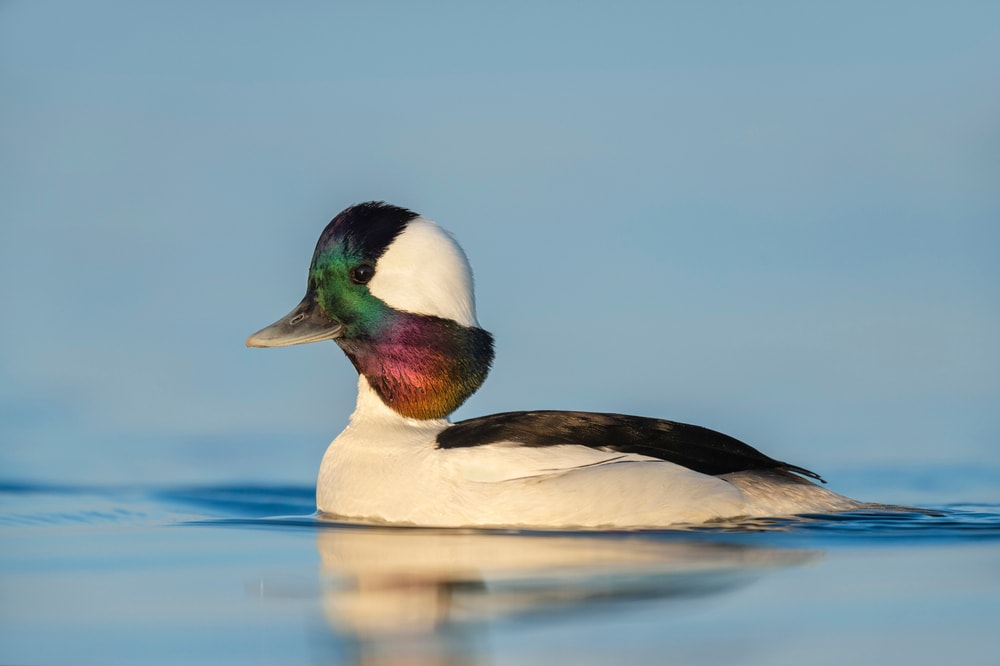 a male bufflehead on a lake showing its colorful plumage