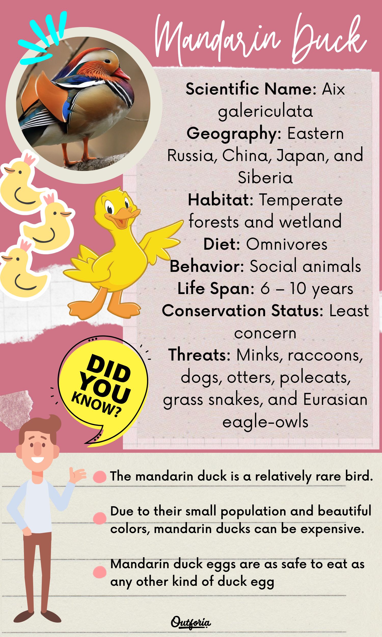 Chart of the mandarin duck with facts, photos, and more