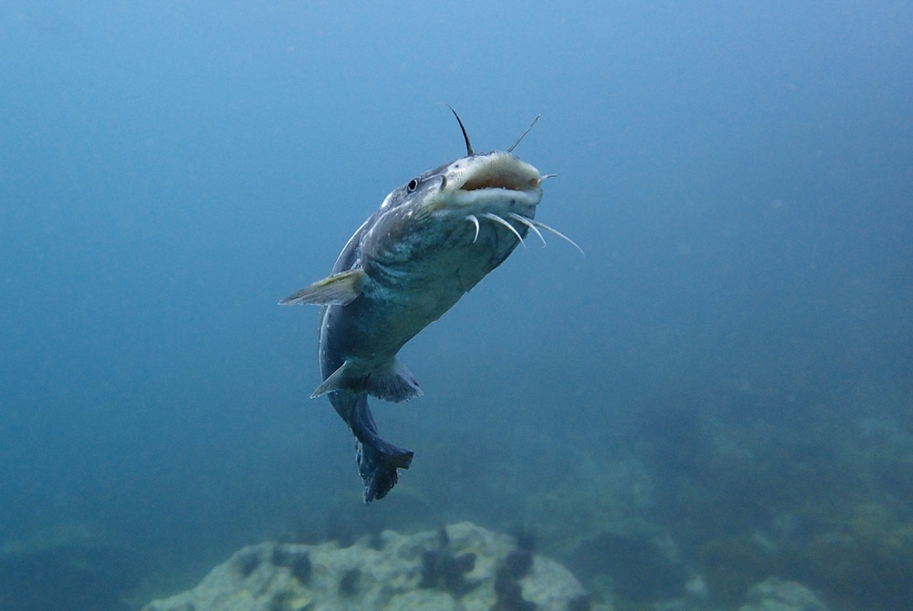 image of a catfish underwater