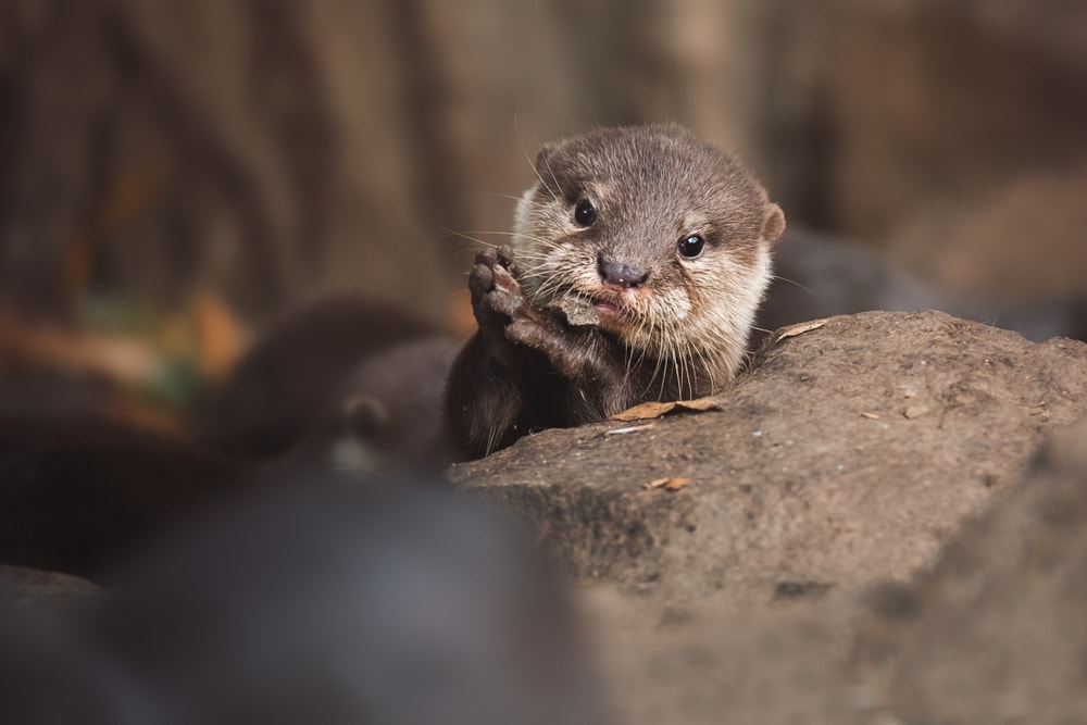 Eurasian otter posing on a stone by the river
