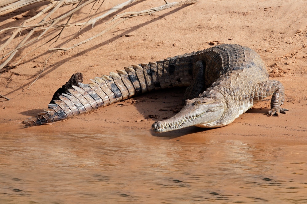 image of freshwater crocodile basking in the sun