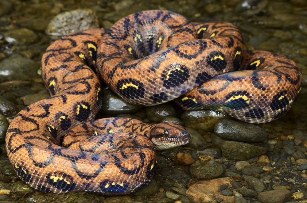 image of a rainbow boa