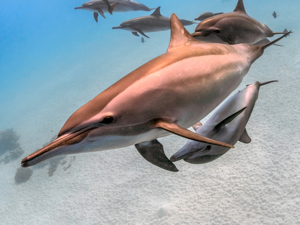 image of a pod of spinner dolphins
