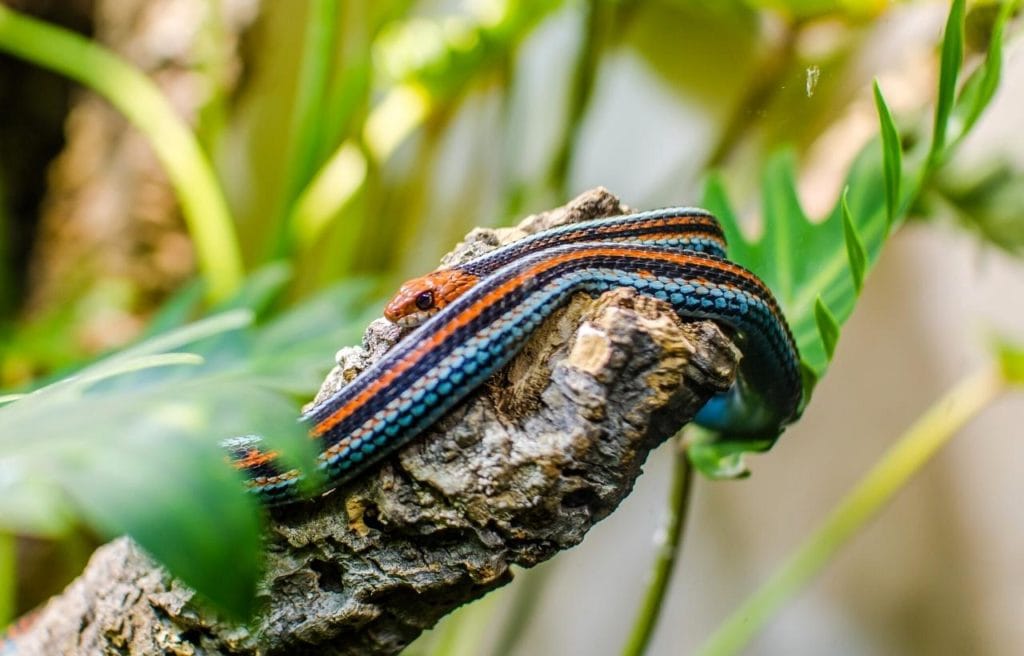image of San Francisco garter snake on a rock