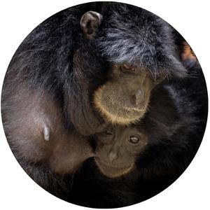 a female siamang breastfeeding her baby