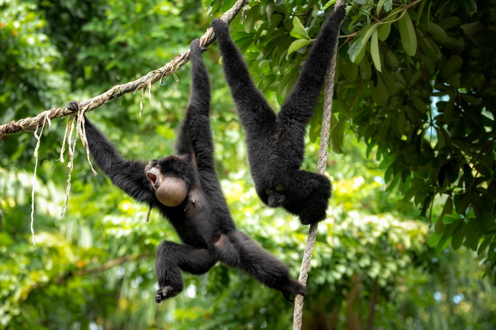 two siamangs hanging and screaming on a tree