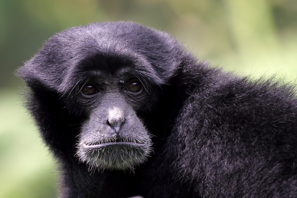close up portrait of a siamang