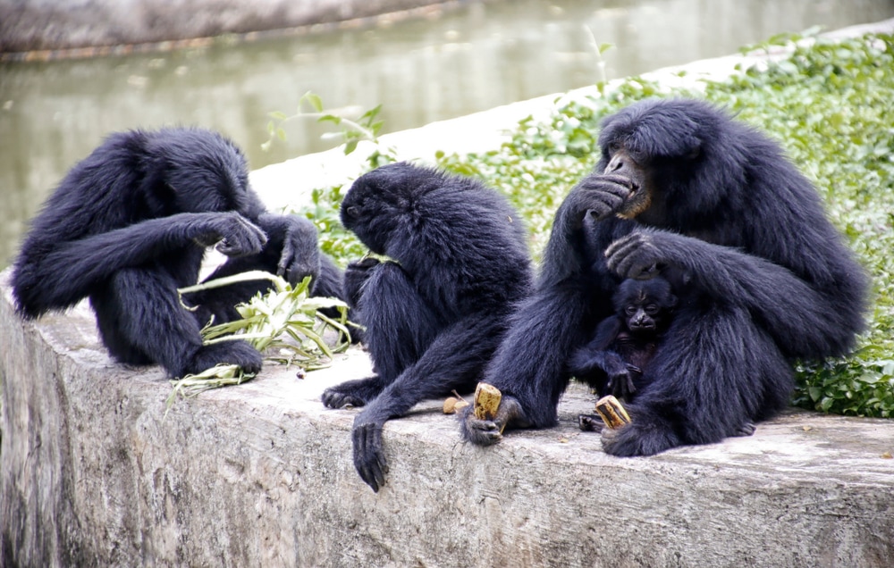 group of siamangs eating banana and leaves