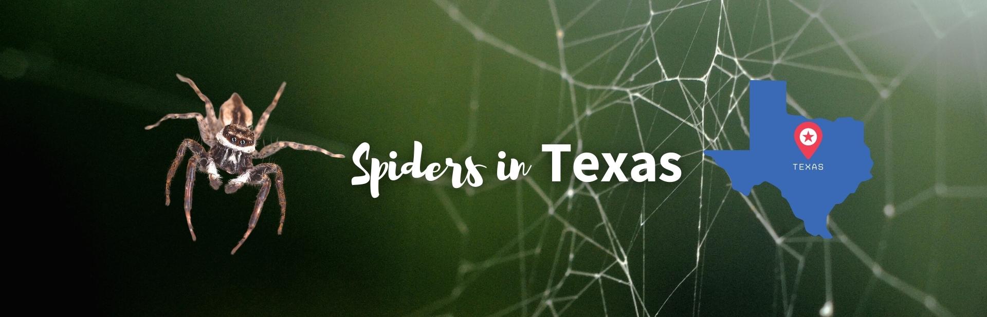 spiders in Texas infographic