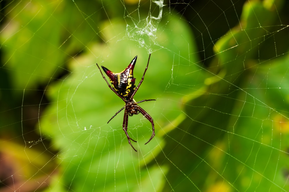 image of an Arrow-shaped Micrathena on its web