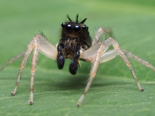 image of a dark morph dimorphic jumping spider