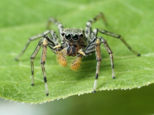 image of a gray morph dimorphic jumping spider
