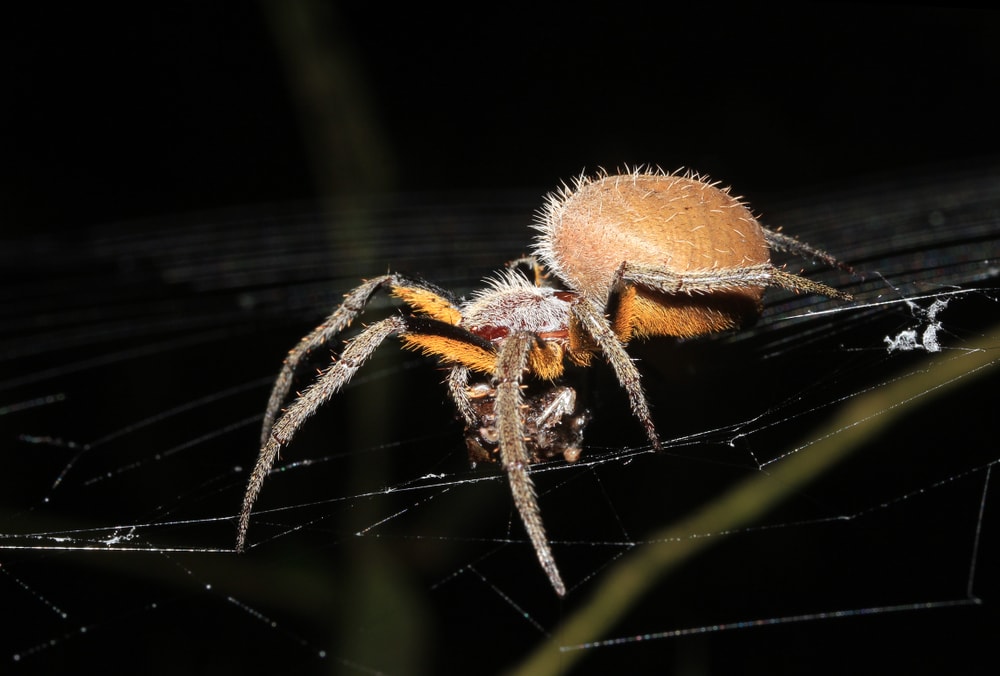 Tropical Orbweaver (Eriophora ravilla) Feeding in its Net. Tambopata, Amazon Rainforest, Peru