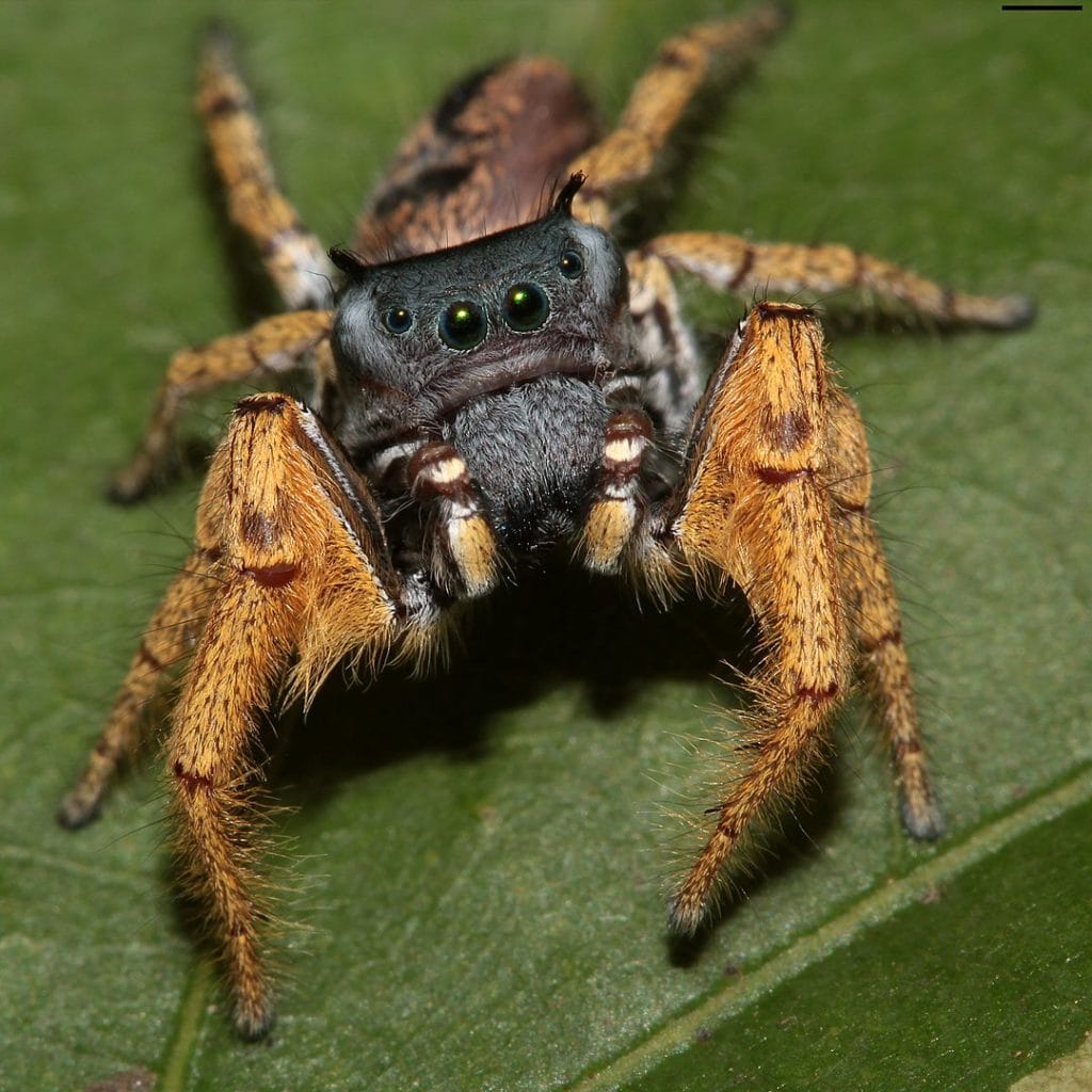 image of a Phidippus Arizonensis on a leaf