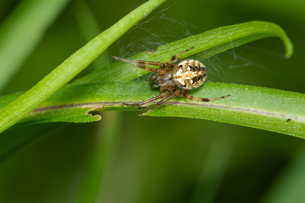 macro shot of an Arabesque orb weaver on a leaf
