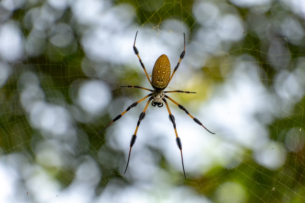 image of a banana spider or golden silk spider