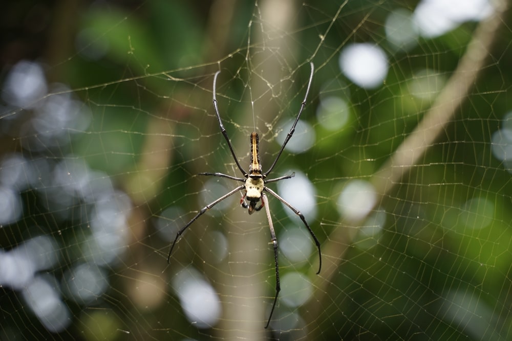 Black and yellow garden spider or  known as Argiope aurantia on its spider web