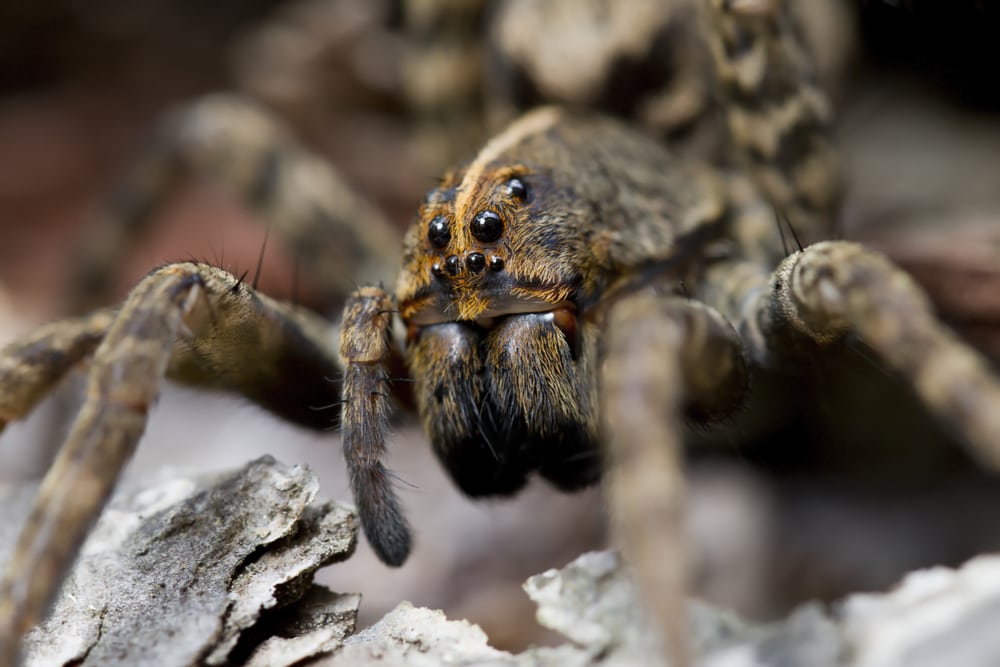 close up image of a carolina wolf spider