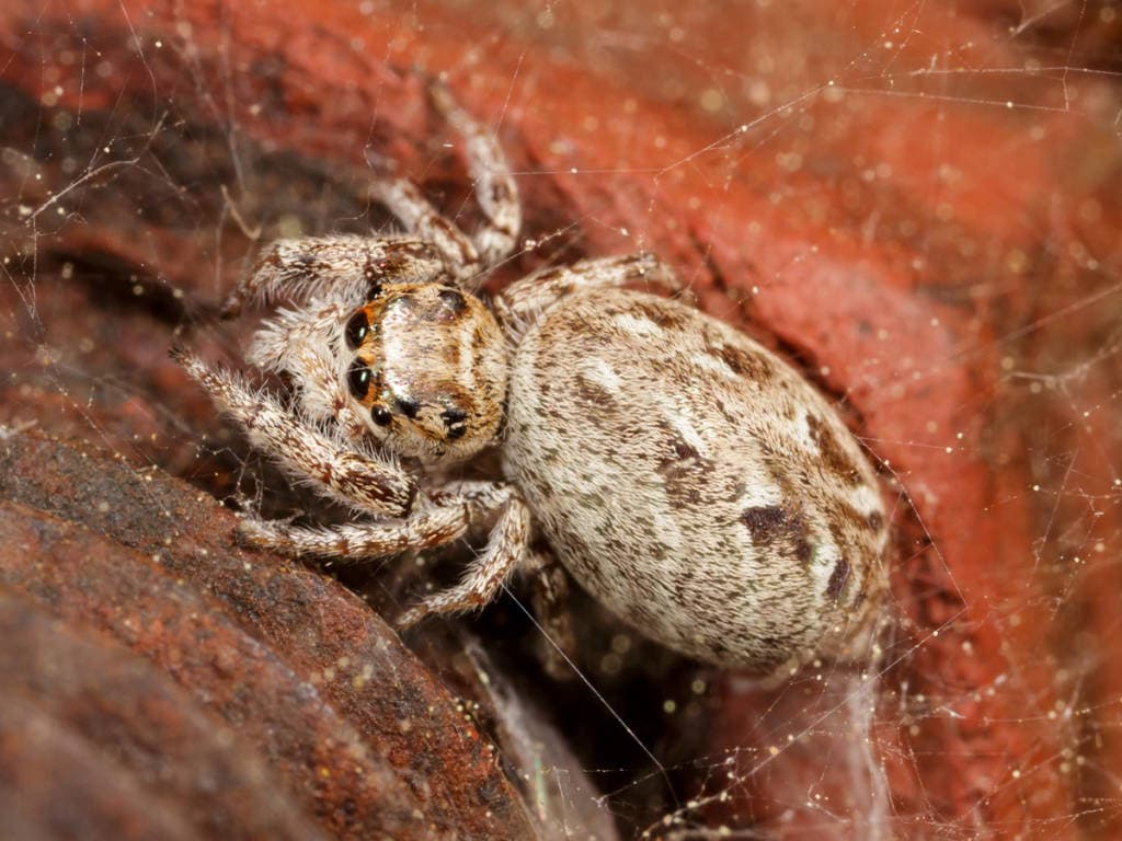 macro shot of a female bagheera prosper
