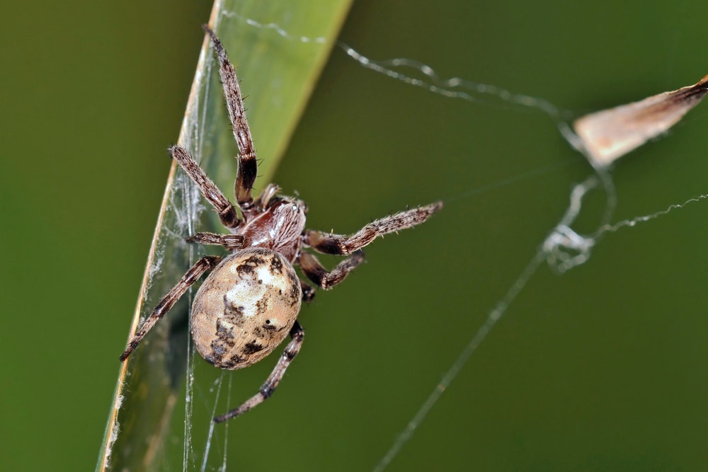 image of a furrow orb weaver or Lariniodes cornutus 